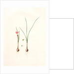 Amaryllis atamasco var. minor, Zephyranthes Atamasco var. minor; Amarylles de Virginie var. a petites fleurs by Pierre Joseph Redouté