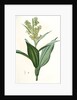 Veratrum album, Vératre blanc; False Hellebore by Pierre Joseph Redouté