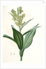 Veratrum album, Vératre blanc; False Hellebore by Pierre Joseph Redouté