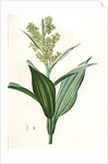 Veratrum album, Vératre blanc; False Hellebore by Pierre Joseph Redouté
