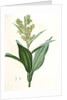 Veratrum album, Vératre blanc; False Hellebore by Pierre Joseph Redouté