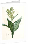 Veratrum album, Vératre blanc; False Hellebore by Pierre Joseph Redouté
