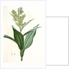 Veratrum album, Vératre blanc; False Hellebore by Pierre Joseph Redouté