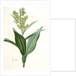 Veratrum album, Vératre blanc; False Hellebore by Pierre Joseph Redouté