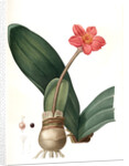 Haemanthus coccineus, Hémanthe écarlate; Blood Lily, Paint Brush; April Fool by Pierre Joseph Redouté