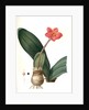 Haemanthus coccineus, Hémanthe écarlate; Blood Lily, Paint Brush; April Fool by Pierre Joseph Redouté