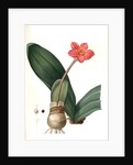 Haemanthus coccineus, Hémanthe écarlate; Blood Lily, Paint Brush; April Fool by Pierre Joseph Redouté
