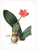 Haemanthus coccineus, Hémanthe écarlate; Blood Lily, Paint Brush; April Fool by Pierre Joseph Redouté