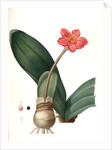 Haemanthus coccineus, Hémanthe écarlate; Blood Lily, Paint Brush; April Fool by Pierre Joseph Redouté