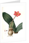 Haemanthus coccineus, Hémanthe écarlate; Blood Lily, Paint Brush; April Fool by Pierre Joseph Redouté