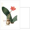 Haemanthus coccineus, Hémanthe écarlate; Blood Lily, Paint Brush; April Fool by Pierre Joseph Redouté