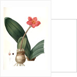 Haemanthus coccineus, Hémanthe écarlate; Blood Lily, Paint Brush; April Fool by Pierre Joseph Redouté