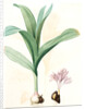 Colchicum autumnale var.latifolium, Colchique d'automne var. à larges feuilles, Meadow saffron by Pierre Joseph Redouté