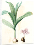 Colchicum autumnale var.latifolium, Colchique d'automne var. à larges feuilles, Meadow saffron by Pierre Joseph Redouté