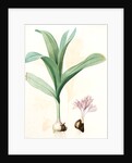 Colchicum autumnale var.latifolium, Colchique d'automne var. à larges feuilles, Meadow saffron by Pierre Joseph Redouté