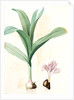 Colchicum autumnale var.latifolium, Colchique d'automne var. à larges feuilles, Meadow saffron by Pierre Joseph Redouté