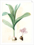 Colchicum autumnale var.latifolium, Colchique d'automne var. à larges feuilles, Meadow saffron by Pierre Joseph Redouté