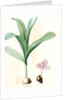 Colchicum autumnale var.latifolium, Colchique d'automne var. à larges feuilles, Meadow saffron by Pierre Joseph Redouté