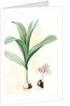 Colchicum autumnale var.latifolium, Colchique d'automne var. à larges feuilles, Meadow saffron by Pierre Joseph Redouté