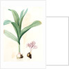 Colchicum autumnale var.latifolium, Colchique d'automne var. à larges feuilles, Meadow saffron by Pierre Joseph Redouté