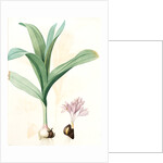 Colchicum autumnale var.latifolium, Colchique d'automne var. à larges feuilles, Meadow saffron by Pierre Joseph Redouté