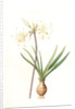 Amaryllis pallida, Amaryllis Belladonna var. pallida by Pierre Joseph Redouté