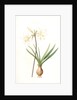 Amaryllis pallida, Amaryllis Belladonna var. pallida by Pierre Joseph Redouté