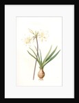Amaryllis pallida, Amaryllis Belladonna var. pallida by Pierre Joseph Redouté