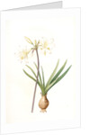 Amaryllis pallida, Amaryllis Belladonna var. pallida by Pierre Joseph Redouté