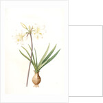 Amaryllis pallida, Amaryllis Belladonna var. pallida by Pierre Joseph Redouté