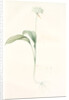 Allium ursinum, Ail des ours, Bear's Garlic; Wild Garlic by Pierre Joseph Redouté