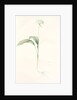 Allium ursinum, Ail des ours, Bear's Garlic; Wild Garlic by Pierre Joseph Redouté