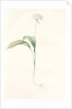 Allium ursinum, Ail des ours, Bear's Garlic; Wild Garlic by Pierre Joseph Redouté