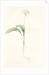 Allium ursinum, Ail des ours, Bear's Garlic; Wild Garlic by Pierre Joseph Redouté