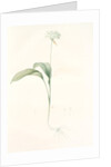 Allium ursinum, Ail des ours, Bear's Garlic; Wild Garlic by Pierre Joseph Redouté