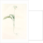 Allium ursinum, Ail des ours, Bear's Garlic; Wild Garlic by Pierre Joseph Redouté