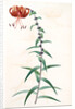 Lilium tigrinum by Pierre Joseph Redouté