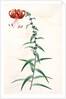 Lilium tigrinum by Pierre Joseph Redouté