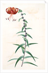 Lilium tigrinum by Pierre Joseph Redouté