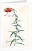 Lilium tigrinum by Pierre Joseph Redouté