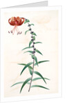 Lilium tigrinum by Pierre Joseph Redouté