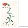 Lilium tigrinum by Pierre Joseph Redouté