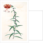 Lilium tigrinum by Pierre Joseph Redouté
