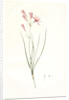 Amaryllis montana, Ixiolirion montanum by Pierre Joseph Redouté