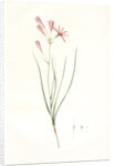 Amaryllis montana, Ixiolirion montanum by Pierre Joseph Redouté