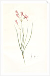 Amaryllis montana, Ixiolirion montanum by Pierre Joseph Redouté