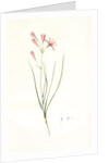 Amaryllis montana, Ixiolirion montanum by Pierre Joseph Redouté