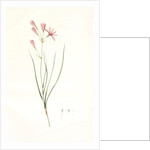 Amaryllis montana, Ixiolirion montanum by Pierre Joseph Redouté