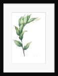 Smilacina racemosa, Smilacine en grappe; False Solomon's Seal, False spikenard; Solomon's zigzag; Treacle berry by Pierre Joseph Redouté