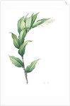 Smilacina racemosa, Smilacine en grappe; False Solomon's Seal, False spikenard; Solomon's zigzag; Treacle berry by Pierre Joseph Redouté